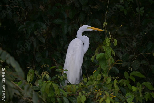 Fotografie Silberreiher Costa Rica