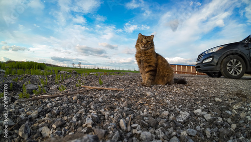 Obraz na płótnie A low angle ground view captures a fluffy long-haired tabby cat sitting calmly on a textured gravel driveway next to a parked black vehicle wheel under a cloudy blue sky in spring