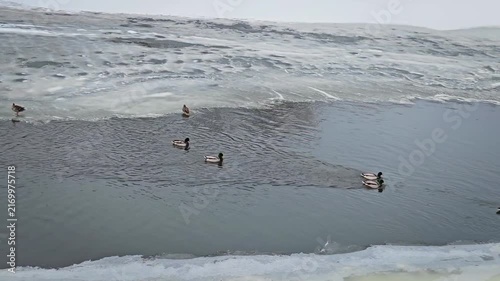 A group of mallard ducks swimming in open water surrounded by snow and ice on a frozen river or lake. Video