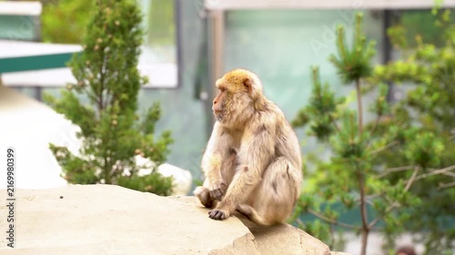 4K video of a barbary macaque sitting on a sandy rock in a zoo enclosure surrounded by green vegetation and modern architecture.