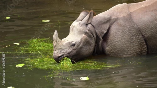 4K video of Indian rhinoceros grazing in shallow water, eating aquatic vegetation. Wildlife footage showing detailed close-up of rhino head and textured skin in natural habitat.