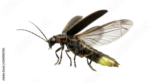 Detailed firefly beetle with spreading wings hovering in side profile view isolated on transparent background