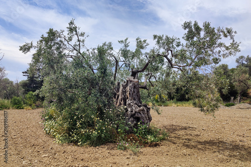 Konstfotografi Image of olive tree that is 1500-2000 years old