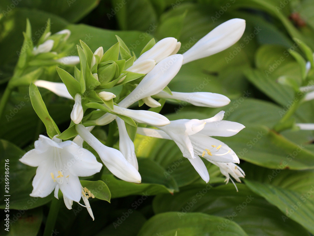 Fototapeta premium Plantain hosta (Hosta plantaginea) blooms in the garden