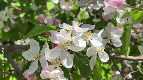 Bees actively buzzing between apple flowers capturing motion and energy of spring pollination. High quality 4k footage