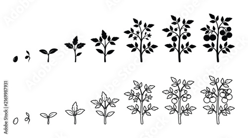Plant growth stages depicted as a black silhouette vector illustration