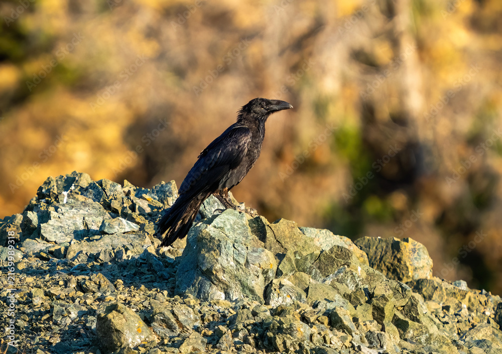 Fototapeta premium Common raven perched on a rocky ridge against a warm blurred background