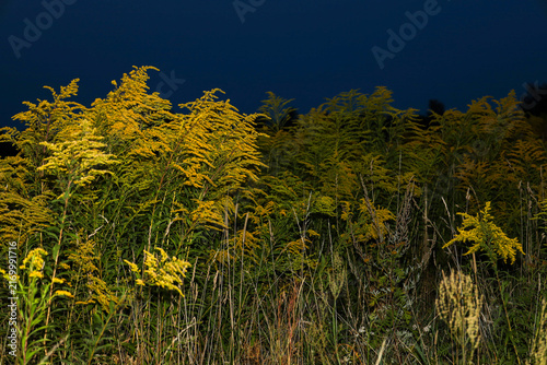 Thickets of blooming goldenrod against a deep blue night sky. Bright yellow inflorescences stand out among field grasses at twilight. The frame conveys the atmosphere of mysterious summer nature at ni