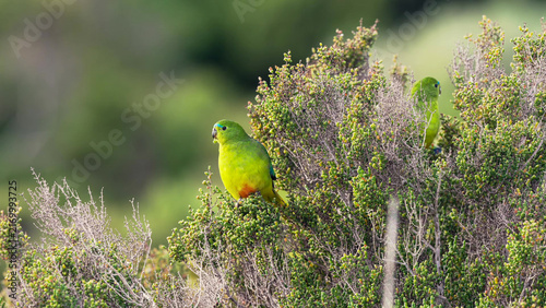 Orange-bellied Parrot male and female resting in coastal heath scrub
