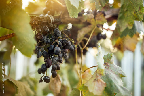 Bild auf Leinwand Black grapes hanging from a vine surrounded by green leaves in a vineyard, soft