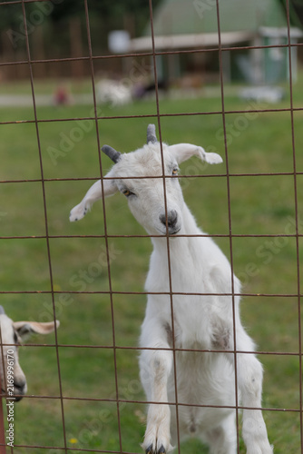 Canvastavla A young white goat with small horns stands near a fence in a grassy field