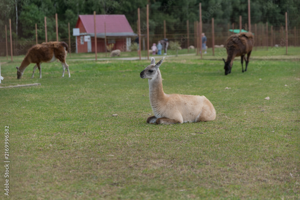 Naklejka premium A group of llamas and horses grazing in a green field. A brown horse stands in the background near a red barn. The scene is peaceful and rural.
