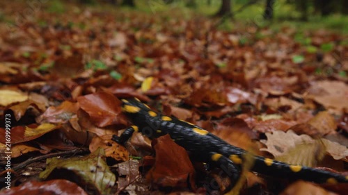 CLOSE UP, DOF: Spotted salamander crawling through damp autumn leaf litter in a moist woodland habitat. Black and yellow amphibian moves across the wet forest floor covered with withered brown leaves.