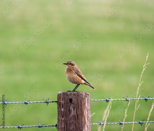 Konstfotografi Northern wheatear, Oenanthe oenanthe, on a fencepost in Northumberland, UK