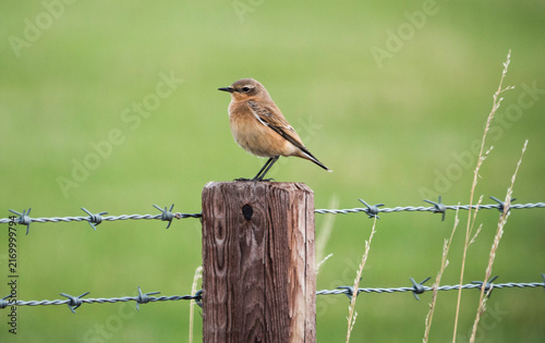 Canvas Print Northern wheatear, Oenanthe oenanthe, on a fencepost in Northumberland, UK
