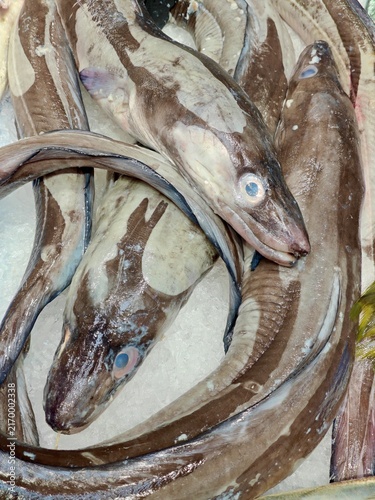 Obraz na plátně Conger eel on ice at the fish market