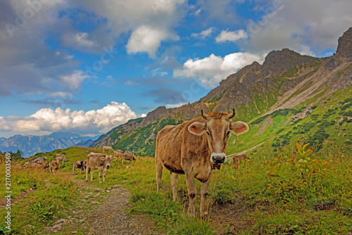 Photography Allgäu - Kühe - Alpen - Oberstdorf - Berge - Sommer