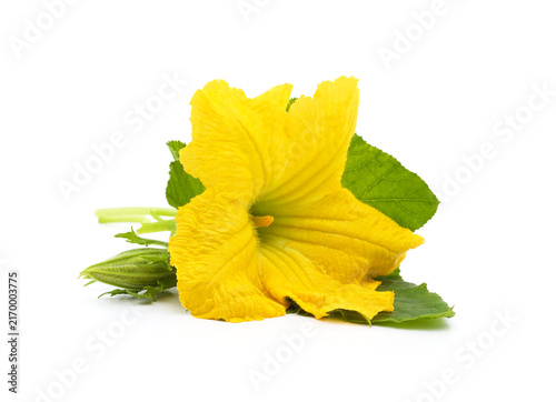 Yellow pumpkin flower with leaves isolated on a white background.