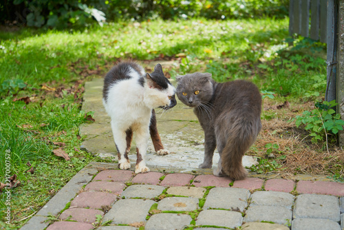 Meeting of two domestic cats on the street in summer, cats meeting during a walk