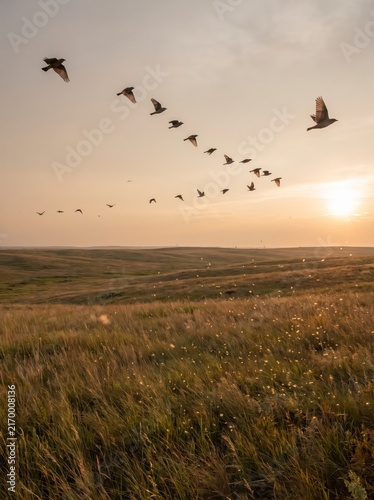 Birds flying in a V-formation over open grasslands during a serene sunset with soft light and an expansive sky.