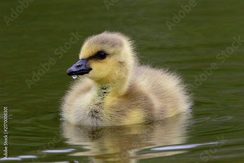 Canvas Print Baby Canada Goose, Branta canadensis gosling Resting in the pond