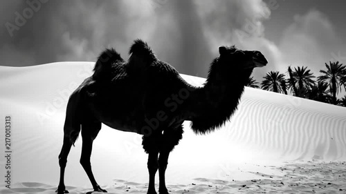 Black and White Silhouette of a Camel Standing in the Desert Landscape with Dramatic Sky and Sand Dunes