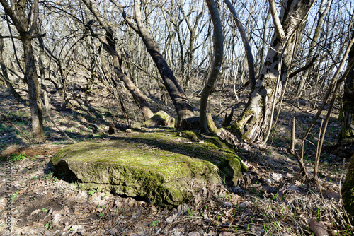 Rock in a wooded area during daylight