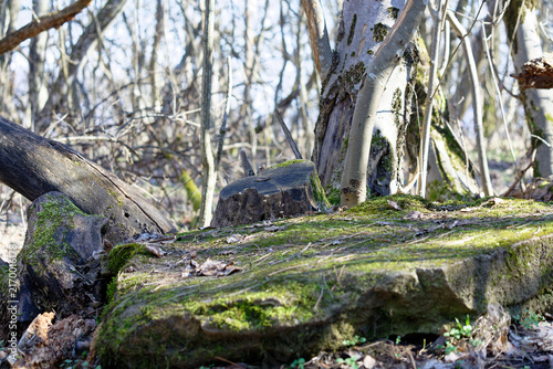Rock in a forest
