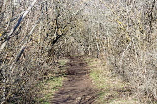 Spring walk in the woods