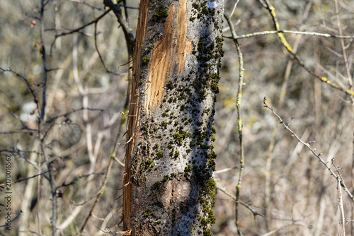 Lichen on tree trunk by forest