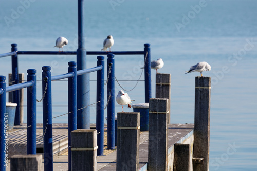 Seagulls on the water pier