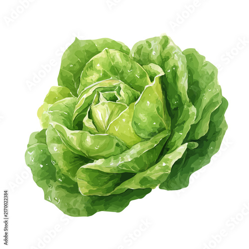 Watercolor drawing of Lettuce, on clean white background