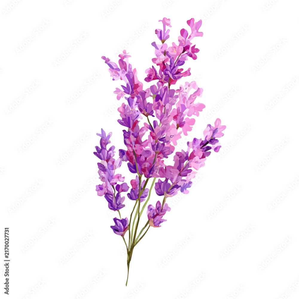 Obraz premium Lavender, watercolor clipart isolated on white background