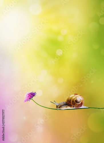 Garden snail crawling along a delicate wildflower against a soft colorful bokeh background with copy space. Nature macro composition symbolizing patience, tranquility, growth, and harmony