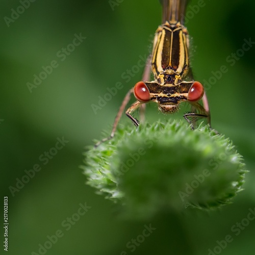 Фотография Close view of a dragonfly with red eyes on a green bud in a garden during midday