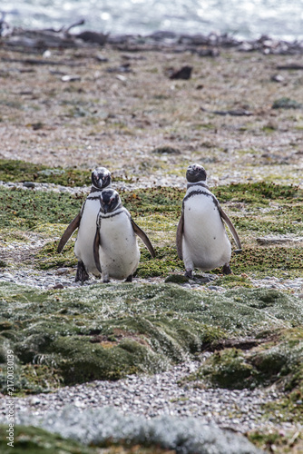 Fotografie Three magellanic penguins walking together along the rocky coastal shore of pata