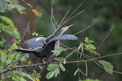 Fotografía Schlangenhalsvogel Costa Rica