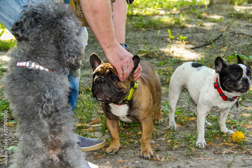 Foto brown French bulldog and white dog play at owner's feet with a yellow ball, gray