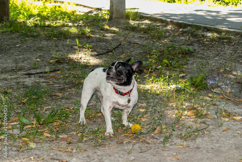 Фотография white dog playing with a yellow ball, looking up, French bulldog, side view, col