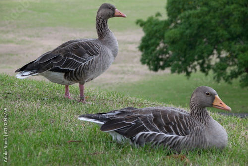 Graugänse auf Wiese