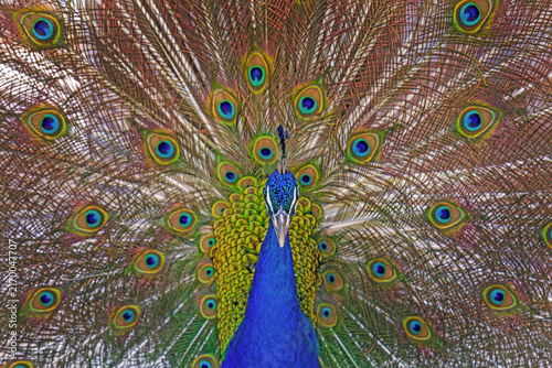 Pfau - Prachtkleid - Rad - Vogel - schön - anmutig
