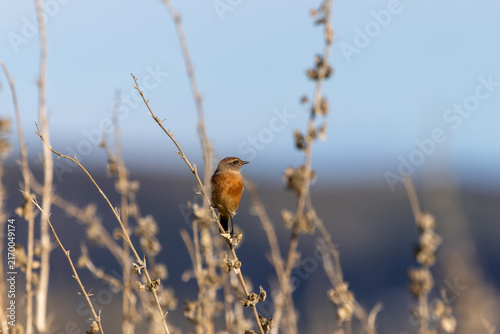 Photography Stonechat perched on dry stems