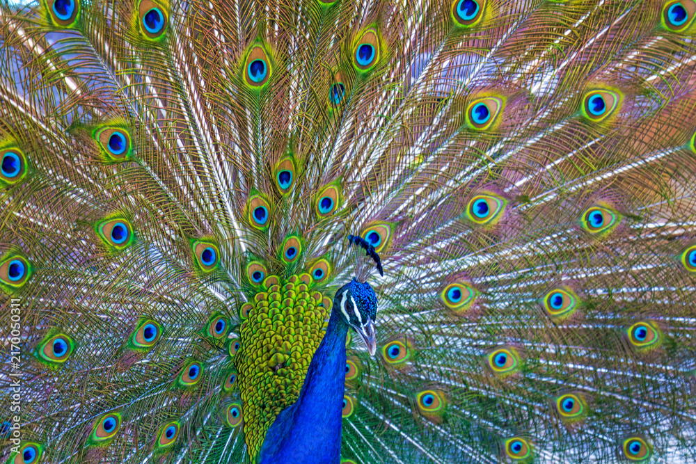 Fototapeta premium Pfau - Prachtkleid - Rad - Vogel - schön - anmutig