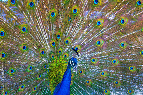 Pfau - Prachtkleid - Rad - Vogel - schön - anmutig