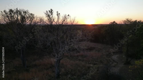 Rising up looking west to the setting sun with a fall tree that has shed its leaves to more trees still beaming with autumn color. Drone, 4k, flying up
