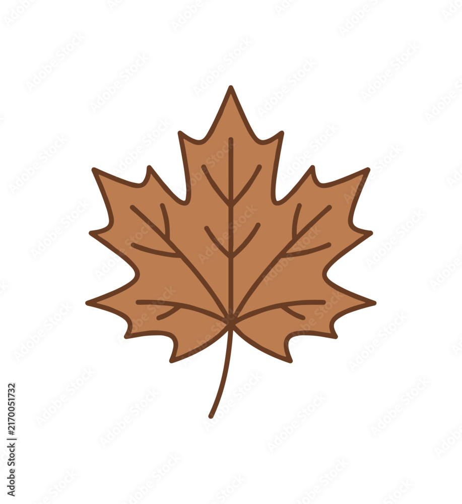 Fototapeta premium A single brown maple leaf isolated on a clean white background