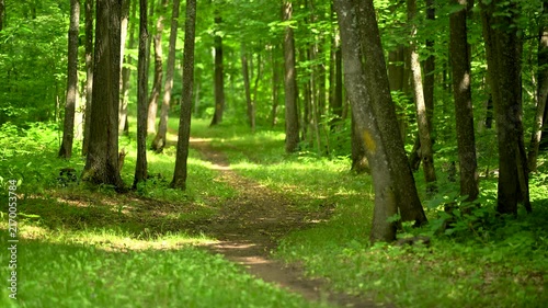 Sunlit Walking Trail Through a Green Summer Forest