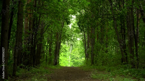 Shaded Forest Path Leading Toward a Bright Green Clearing