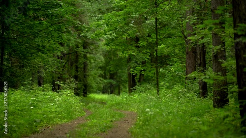 Overgrown Forest Road Surrounded by Lush Green Vegetation