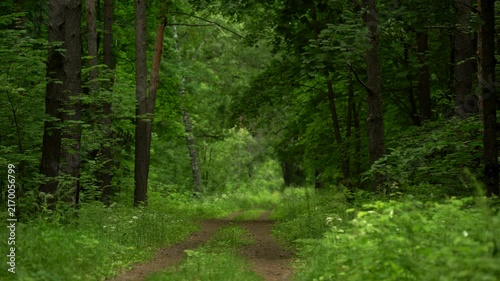 Grassy Dirt Road Leading Through a Dense Green Forest